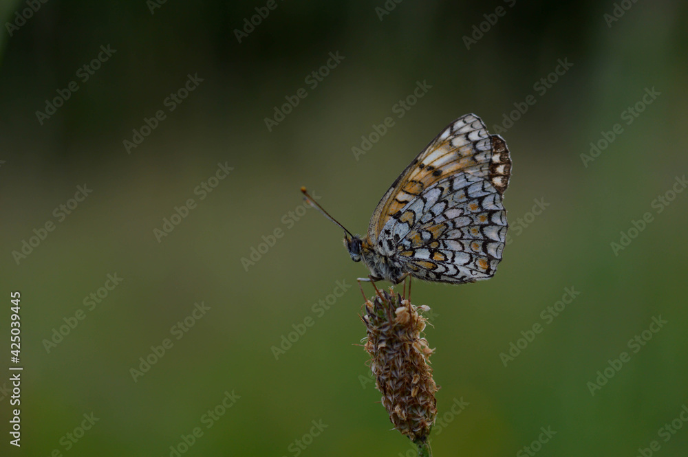 Fototapeta premium Boloria dia, Weaver's Fritillary butterly close up in nature