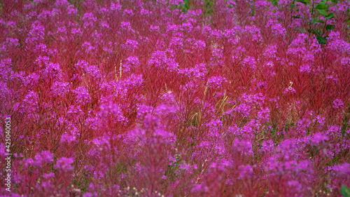 Flower sea, sea of pink colour. A striking flower fills the uncultivated fields, wastelands and forest edges of Europe in second half of summer. Blooming sally (Epilobium angustifolium) photo