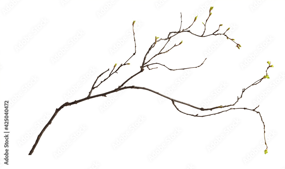 The first spring shoots on a dry branch isolated The first spring shoots on a dry branch isolated