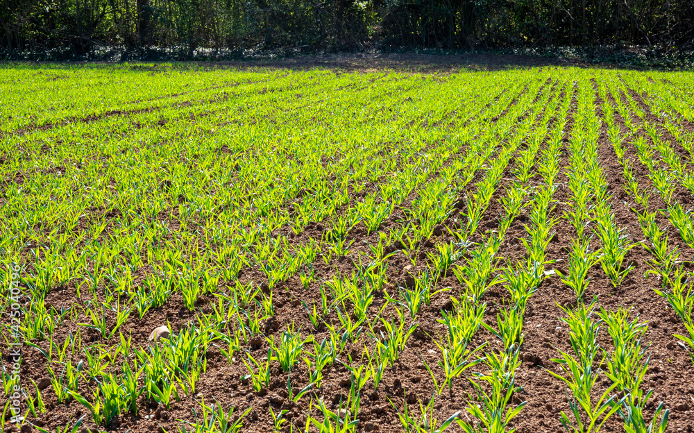 Young wheat sprouting in the agricultural field