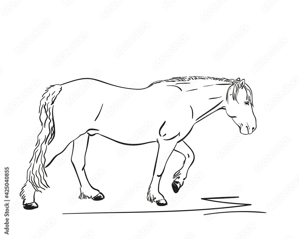 Fototapeta premium horse sketch hand drawn