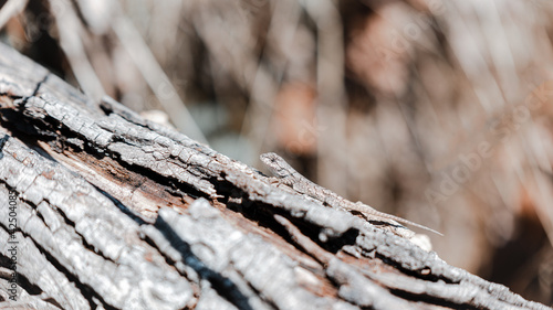 Eastern fence lizard
