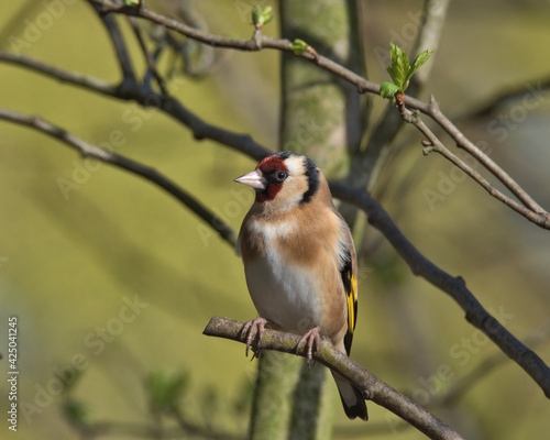 European goldfinch perched on a branch.