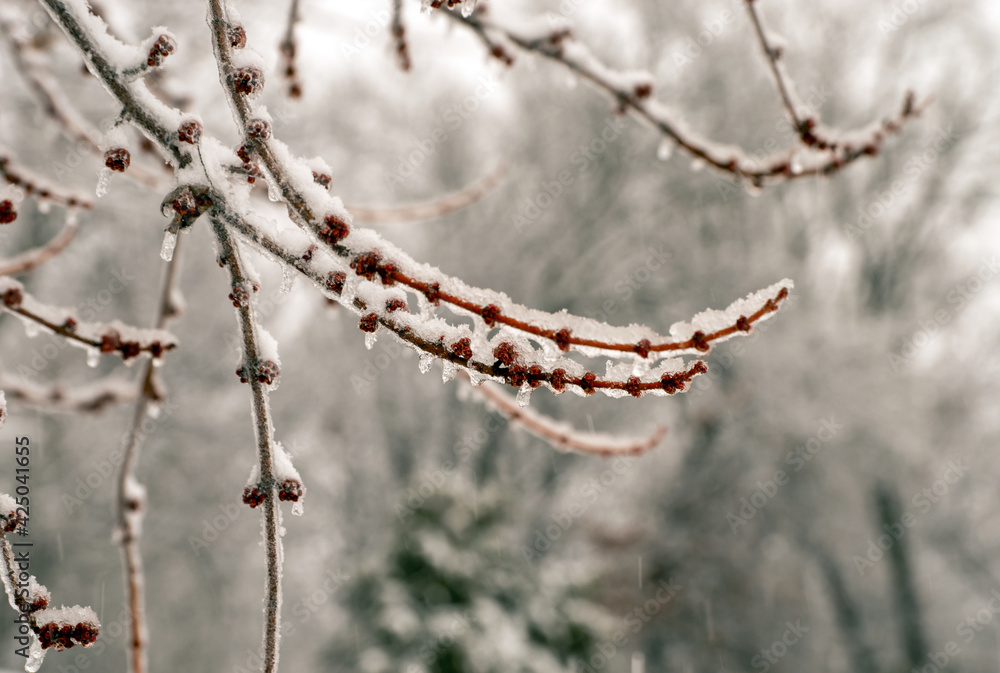 Ice clings to the buds on this maple tree in Missouri on a cold day. Bokeh effect and plenty of copy space. Could be an interesting study on the impact cold has on trees. Ice clings to the buds on this maple tree in Missouri on a cold day. Bokeh effect and plenty of copy space. Could be an interesting study on the impact cold has on trees.