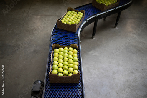 Φωτογραφία Top view of crates full with green organic apples being transported on conveyer belt in food processing factory