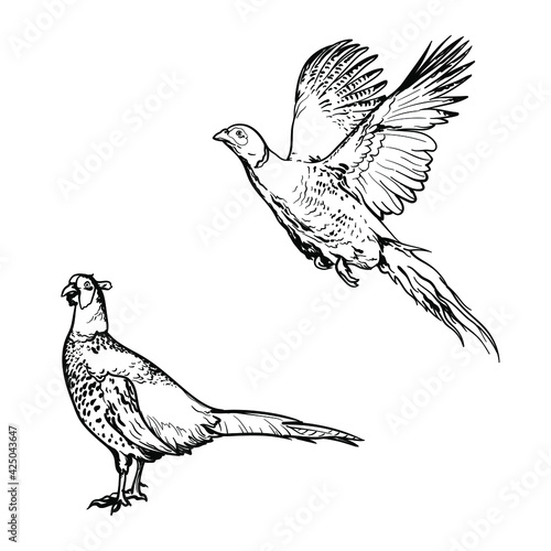 Fényképezés Hand drawn of an pheasant, sketch