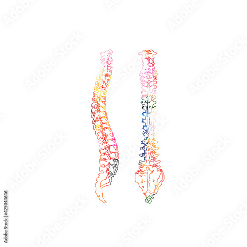 Colorful human spine anatomy, spinal cords, anatomical poster with vertebral column spine structure. Healthcare, medical checkup and diagnostic vector illustration. Anterior and lateral spine view