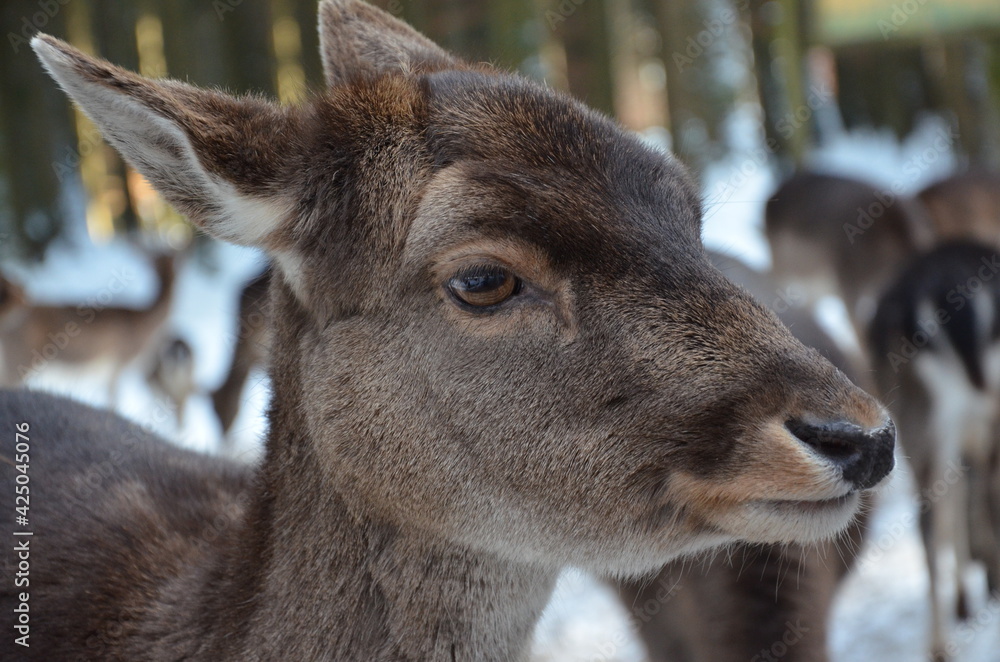deer close up