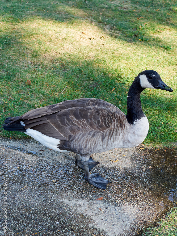 Canada goose (Branta canadensis) in a park in Cape Cod, Massachusetts Canada goose (Branta canadensis) in a park in Cape Cod, Massachusetts