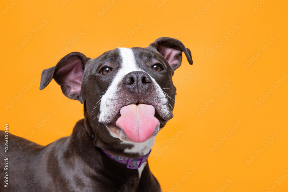 cute studio shot of a dog on an isolated background