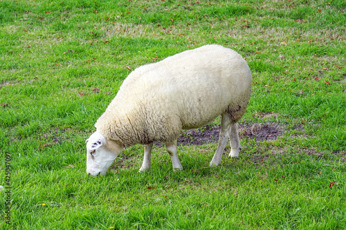 Netherlands sheep in a meadow on green grass