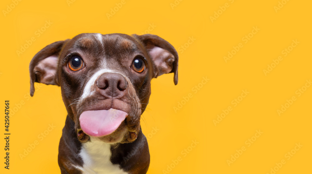 cute studio shot of a dog on an isolated background looking up