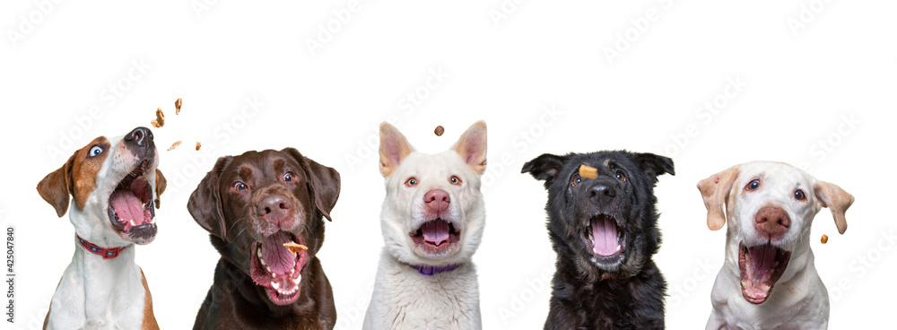 Εκτύπωση καμβά shelter dogs on an isolated background studio shot catching treats