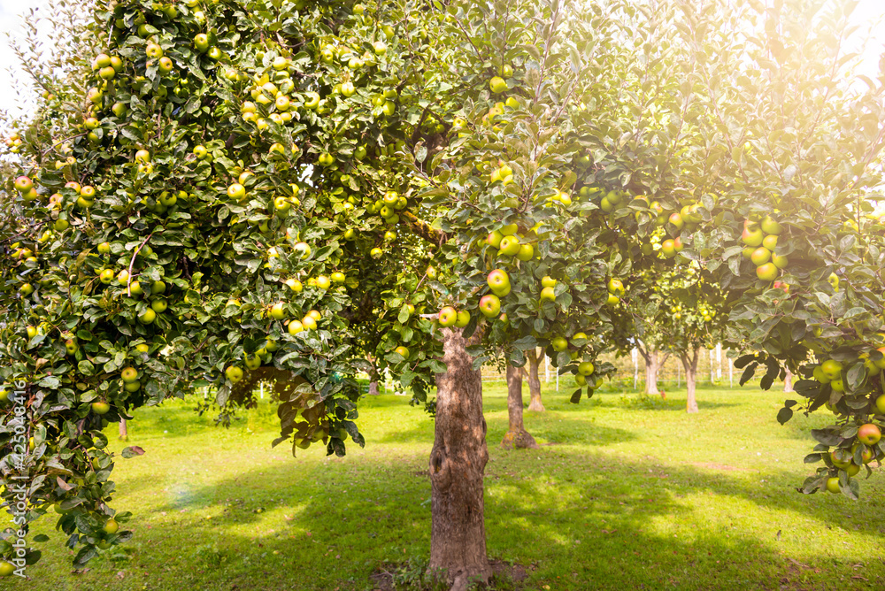 Fototapeta premium Apple tree in garden with fresh ripe apples