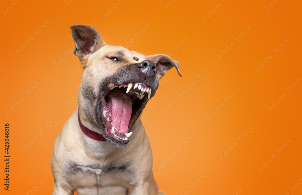 Ταπετσαρία cute studio shot of a dog on an isolated background