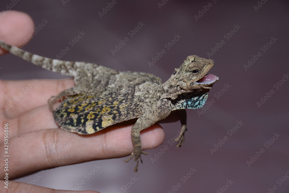 Cekibar is a well-known species in the western archipelago. Although called the Cekibar is a well-known species in the western archipelago. Although called the