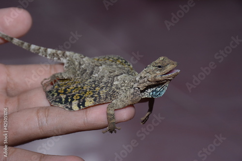 Flying Lizard, Draco volans crawling on the floor against a blurred background.