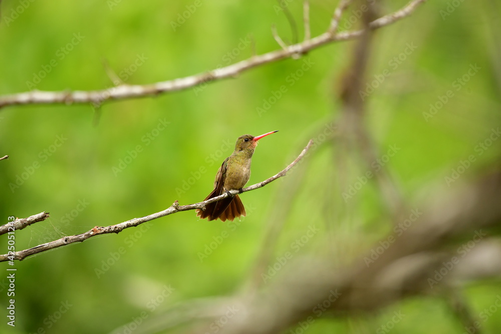 Fototapeta premium beija flor dourado