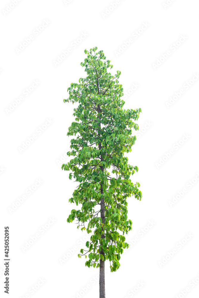 Beautiful tree on white background Beautiful tree on white background
