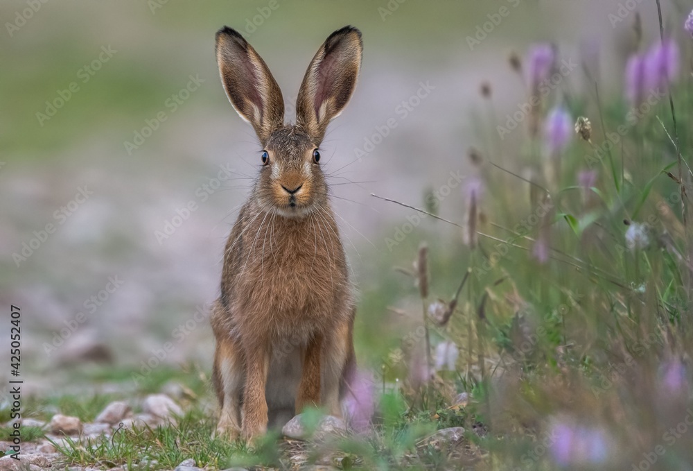 rabbit in the meadow rabbit in the meadow