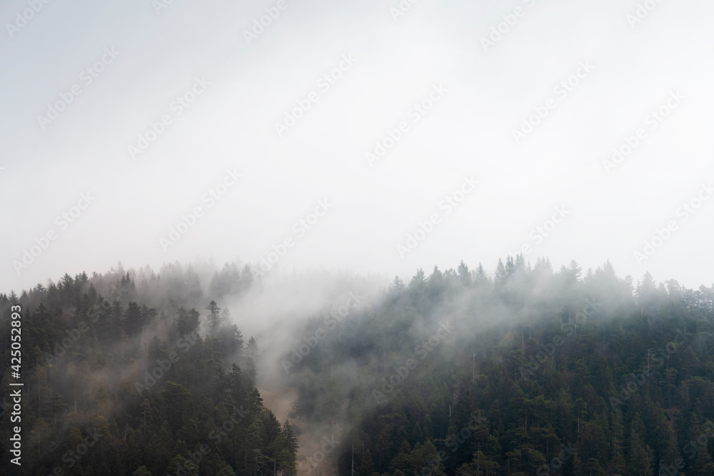 Fog wafts through the trees of the forest on a mountain