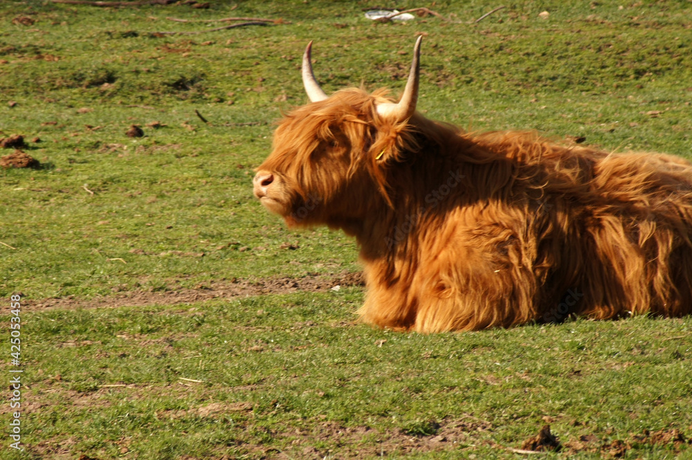 Hochland Rind Highland Cattle auf der Weide Hochland Rind Highland Cattle auf der Weide