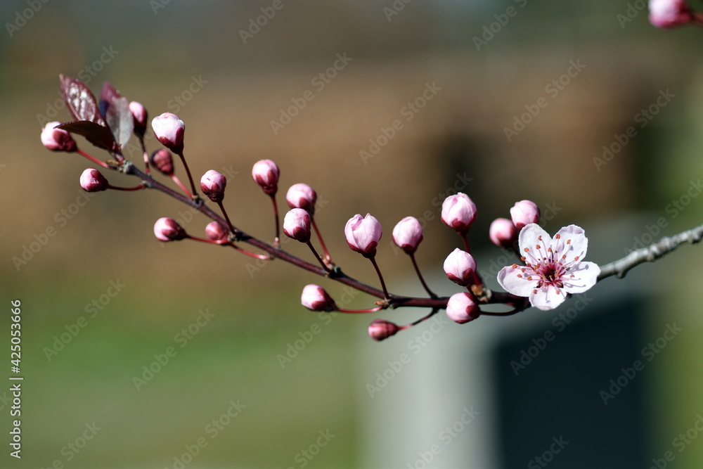 Zweig mit rosa Blüten und Knospen Zweig mit rosa Blüten und Knospen