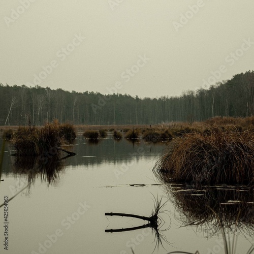 Calm lake with patches of grass landcape with a forest in the background
