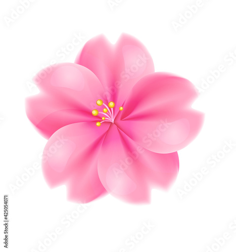 Realistic sakura flower on white background