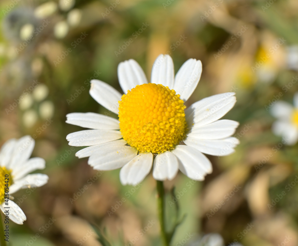 Fototapeta premium Daisy flower close up. Spring concept.