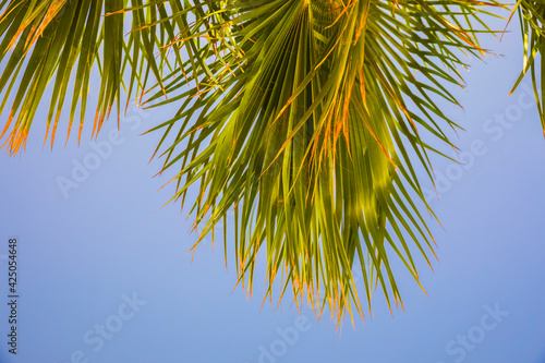 Palm branches against a cle...