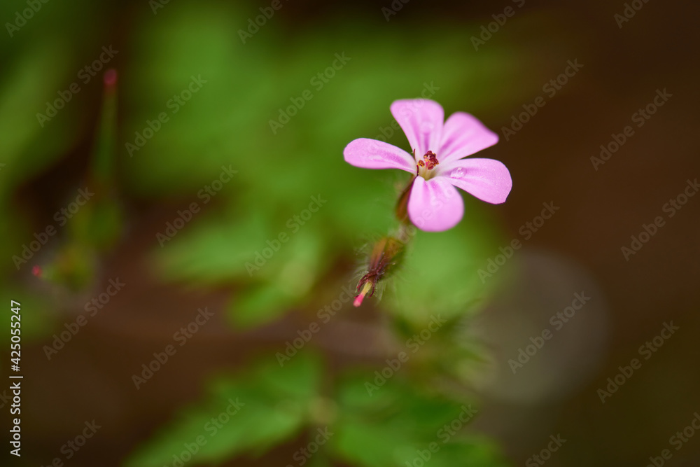 Blüte des Ruprechtskraut (Geranium robertianum)
Blüte des Ruprechtskraut (Geranium robertianum)