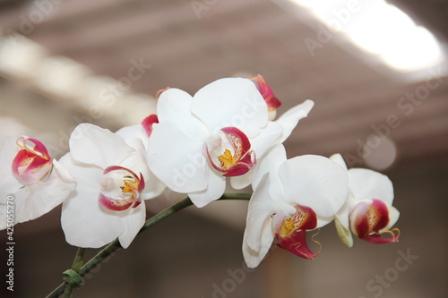 Orquídea