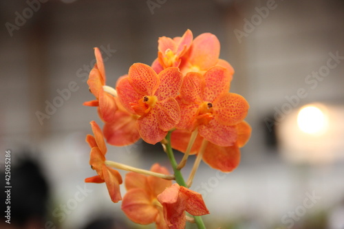 Orquídea