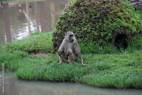Macaco