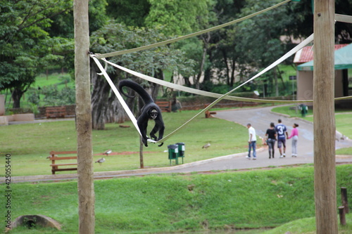Macaco