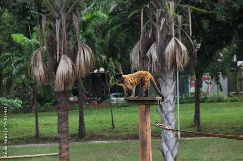 Macaco