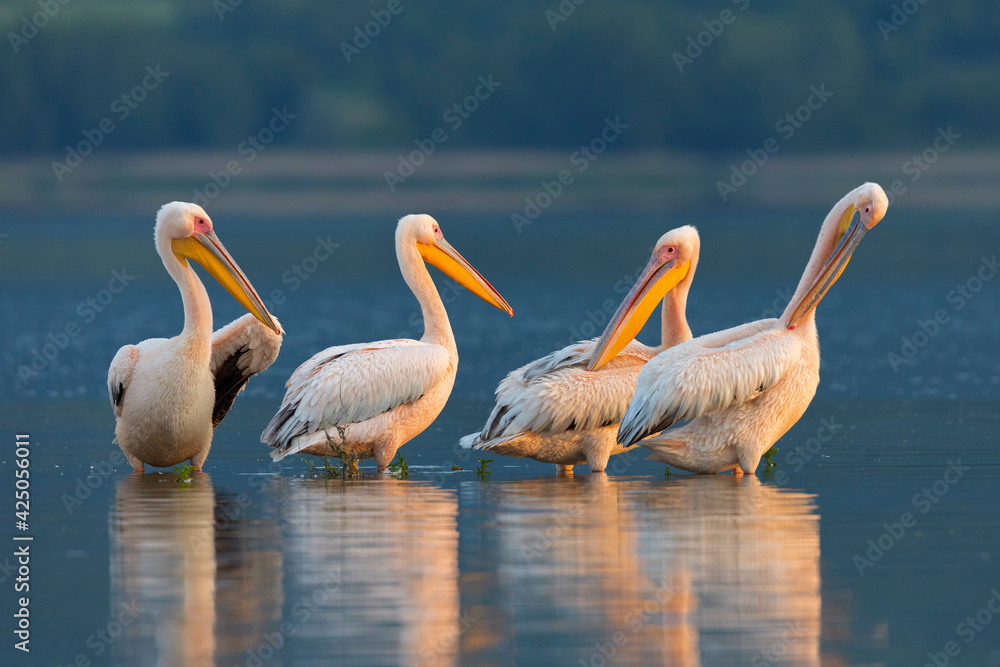 Dalmatian pelican. Dalmatian pelican in flight. Pelicans from Kerkini lake, Greece. Dalmatian pelican. Dalmatian pelican in flight. Pelicans from Kerkini lake, Greece.