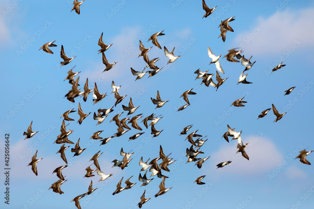 Obraz premium Flying birds. Blue sky background. Birds: Ruff. Philomachus pugnax.