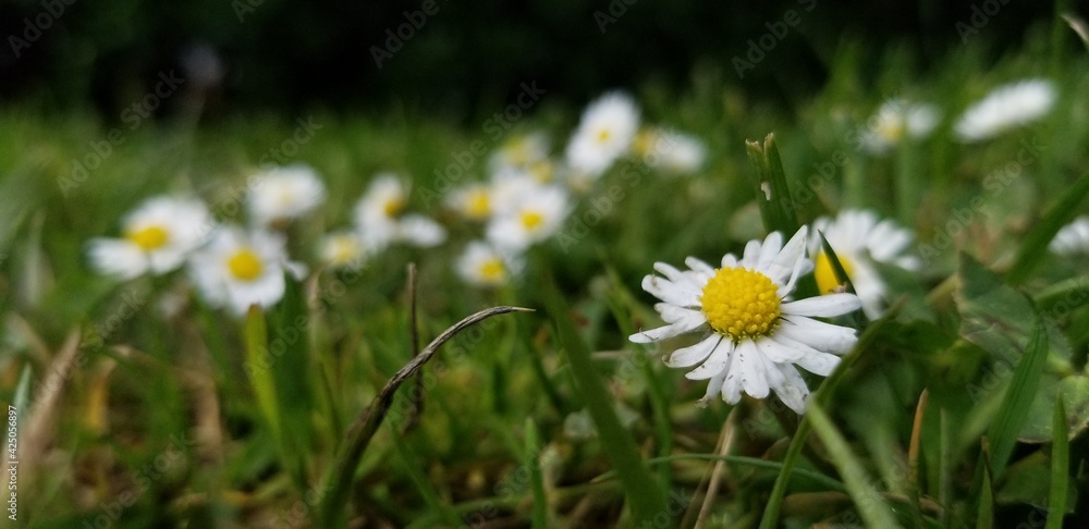 white daisies in the grass white daisies in the grass