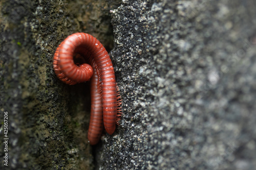 Mating of millipedes on cement Wall
during the breeding season photo