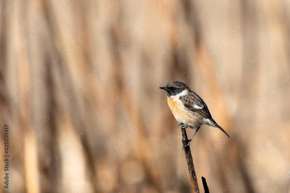 Obraz premium Cute bird. European Stonechat. Nature background. 