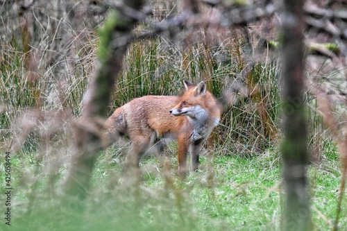Fototapeta Naklejka Na Ścianę i Meble -  red fox vulpes