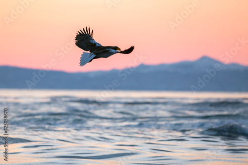 Steller's sea eagle. Steller's sea eagle in flight. Wild sea eagle from winter Japan, Hokkaido. © Michal
