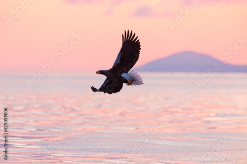 Steller's sea eagle. Steller's sea eagle in flight. Wild sea eagle from winter Japan, Hokkaido.