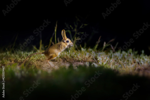 Cute animal. Williams Jerboa  Allactaga williamsi. Green nature habitat background. 