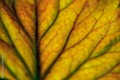Canvas Print close up of leaf, nacka, sverige, sweden, stockholm