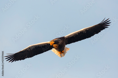 Steller's sea eagle. Steller's sea eagle in flight. Wild sea eagle from winter Japan, Hokkaido.