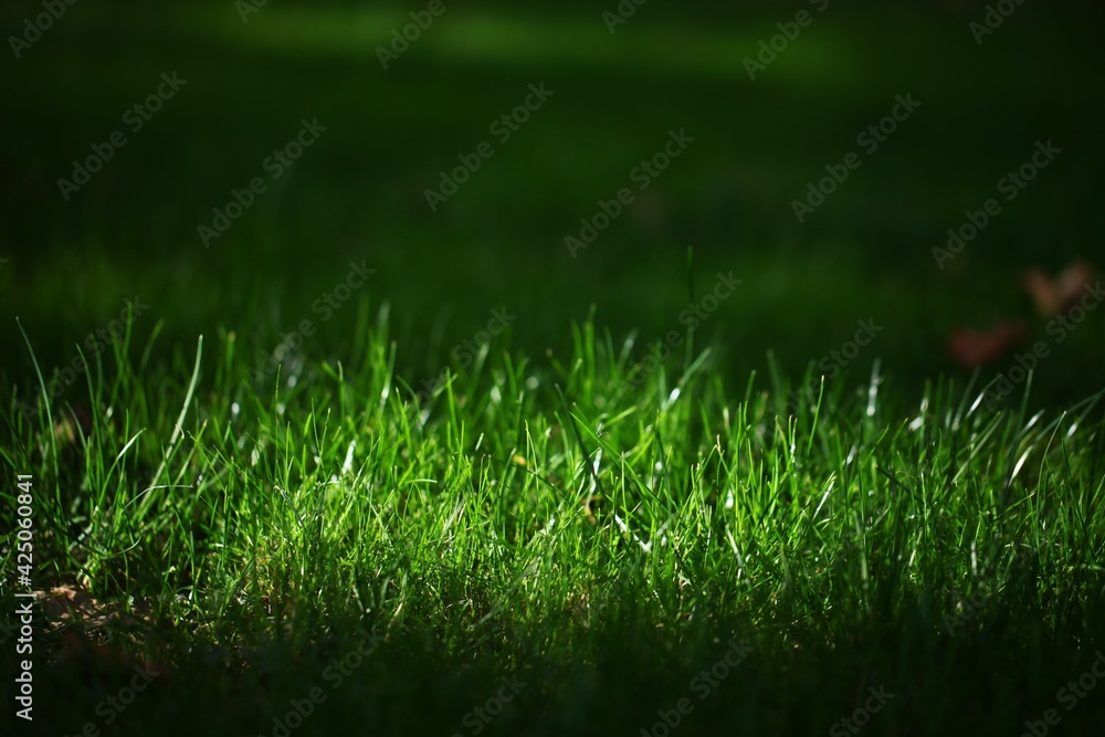 Fototapeta premium Grass.