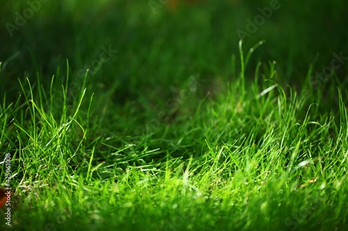 Grass.